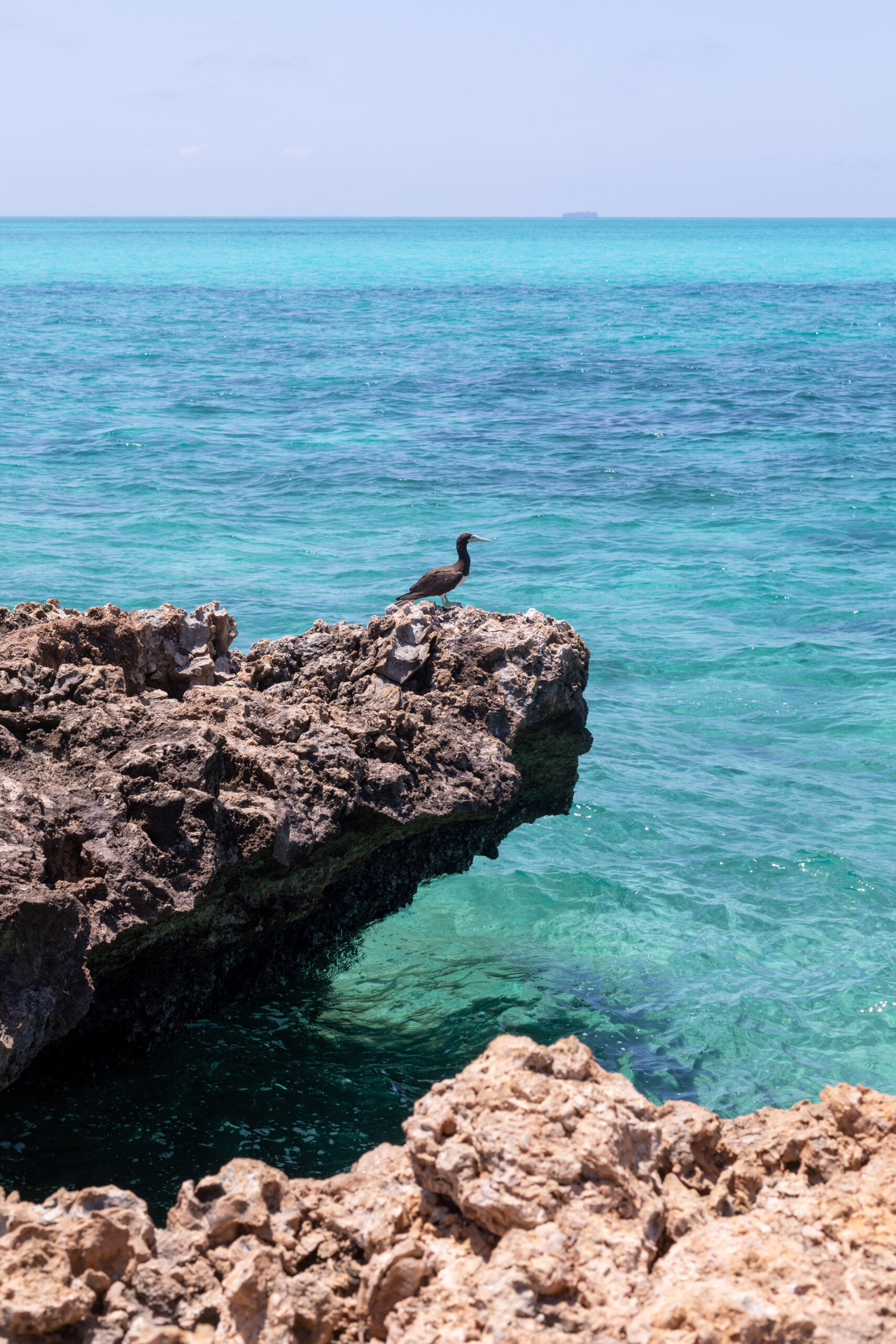 The Blue Lagoon Beauty of wildlife by Camille Massida Photography